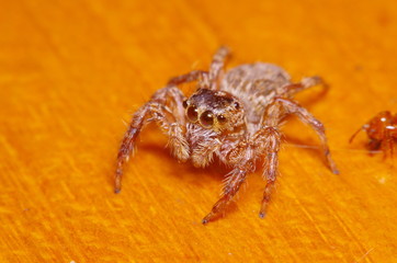Small jump spider on green leaf