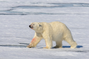 Obraz na płótnie Canvas Polar bear on the pack ice north of Spitsbergen