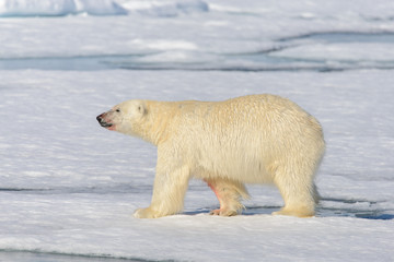 Polar bear on the pack ice north of Spitsbergen © Alexey Seafarer