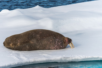 Fototapeta premium Walrus on the ice