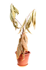 Dead tree of avocado