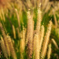 Golden color fluffy grass
