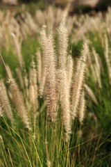 Fototapeta premium Light fluffy grass