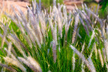 Light fluffy grass sunlit