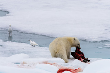 Polar bear