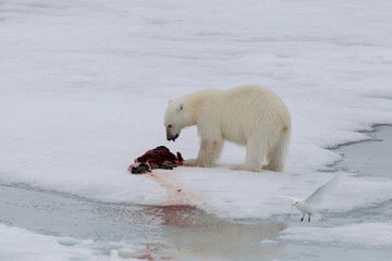 Naklejka premium Polar bear