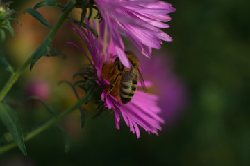 Macro bee in purple flower