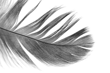 Obraz premium Black feathers on a white background
