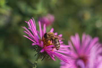 Macro bee in purple flower