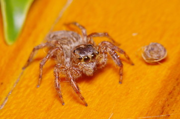 Small jump spider on green leaf