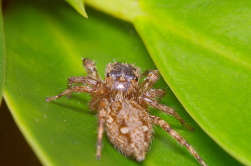 Small jump spider on green leaf