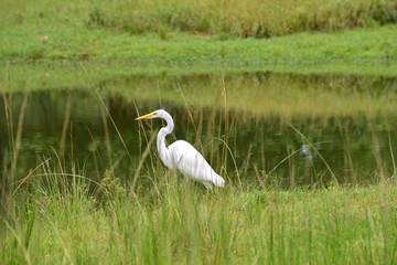 Obraz na płótnie Canvas White Heron