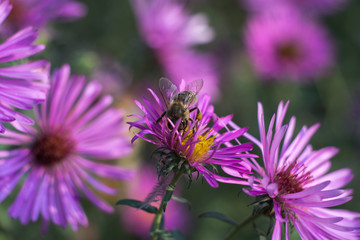 Macro bee in purple flower