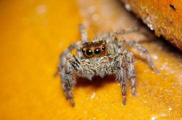 Small jump spider on green leaf