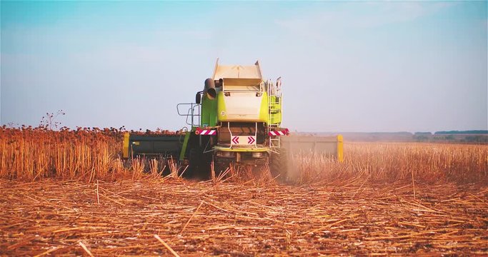 Working harvester combine in sunflowers field 2k slow motion video. Agriculture farm machine vehicle equipment