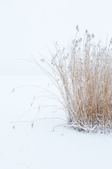 Reedbed in the wintry landscape