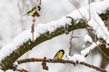 Great Tits on snowy branches in a tree