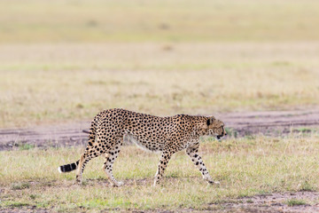 Cheetah walking