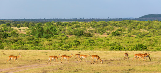 Fototapeta na wymiar Impala antelopein the savanna