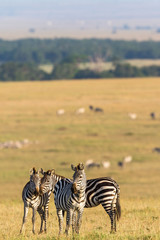 Flock of zebras on the savanna