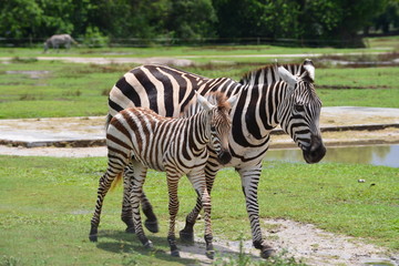 Fototapeta na wymiar Zebra's