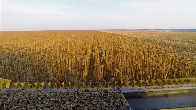 POV view from harvester combine cabin 4k high speed video: cropping sunflowers field. Agriculture farm vehicle equipment