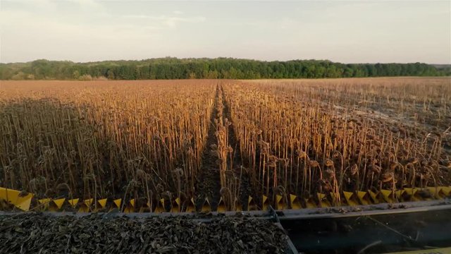 POV view from harvester combine cabin 4k high speed video: cropping sunflowers field. Agriculture farm vehicle equipment