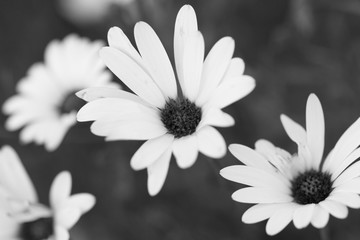 small white daisies