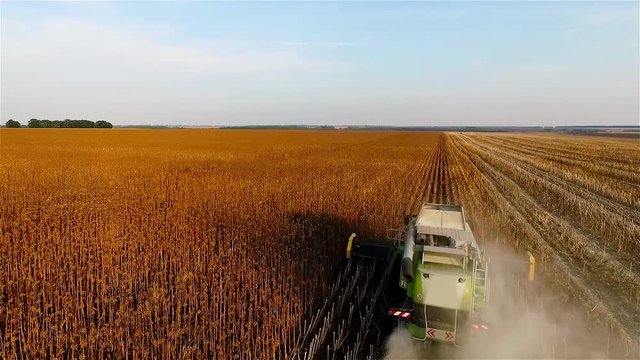 Flight over harvester in sunflowers field HD aerial video. Harvest agriculture farm rural landscape. Combine seeds cropping