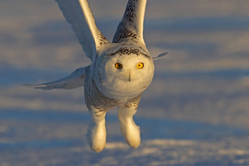 Snowy owl (Bubo scandiacus) flies low over hunting an open snowy field in winter in Ottawa, Canada © Jim Cumming