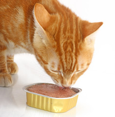 Chat roux gourmand