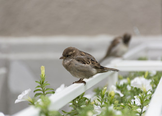 2 sparrows sitting on a white perch