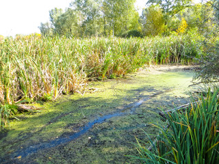 Duckweed in swamp in a forest on summer