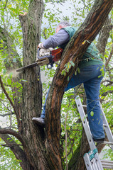 Naklejka premium Lumberjack cutting dead branch of acacia tree in the backyard with circular handsaw in autumn