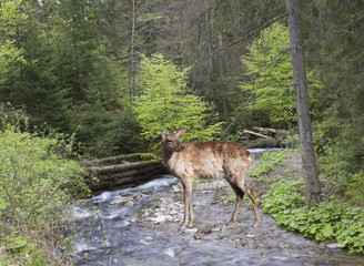 Deer near mountain river at the Forest landscape.