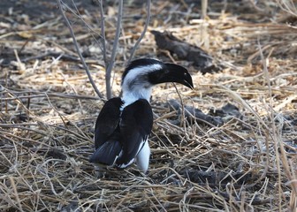 vogel