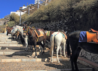 ânes  pour montée au village