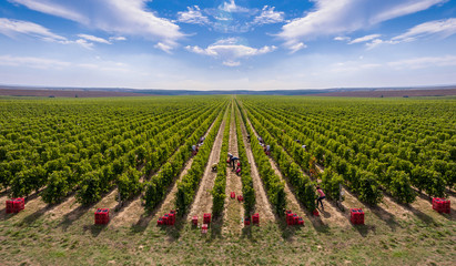 Fototapeta na wymiar Harvesting vineyard in the autumn season, aerial view from a drone