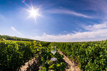 Glass of wine in the vineyard, panoramic view from above in the autumn. Ecological wine plantation.