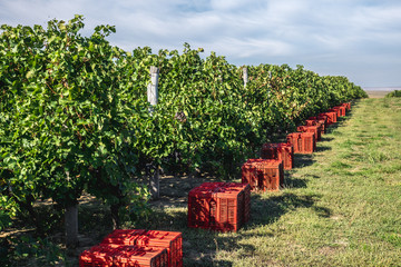 Vineyard harvesting season preparations with red collecting boxes