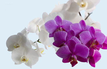 Naklejka na ściany i meble Beautiful orchids on the blue background.