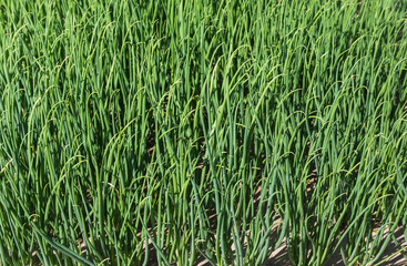 green young  leaves  spring onion plants in farm 