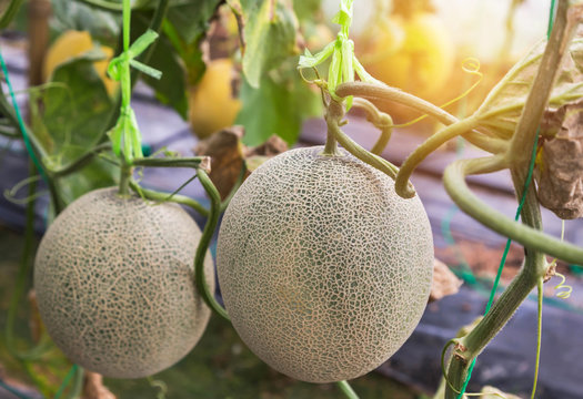 japanness melons or canary melon or green melons or cantaloupe melons on tree growing in greenhouse supported by string melon nets.