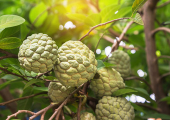 fresh custard apple fruits on tree in garden