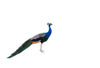male peacock  standing isolate on white background 