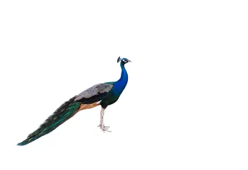 Afwasbaar Fotobehang Pauw male peacock  standing isolate on white background 