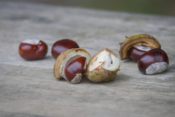 Kastanien