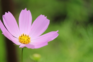 コスモス