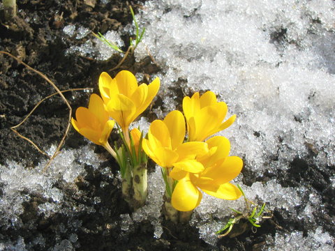 Fototapeta yellow flowers on snow