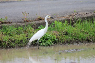 チュウサギ　ペリカン目サギ科コサギ属